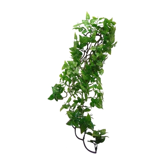 Komodo philodendron plant