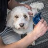 Mikki Doodle Slickerborstel Hond