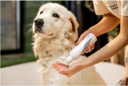 hond wassen met shampoo