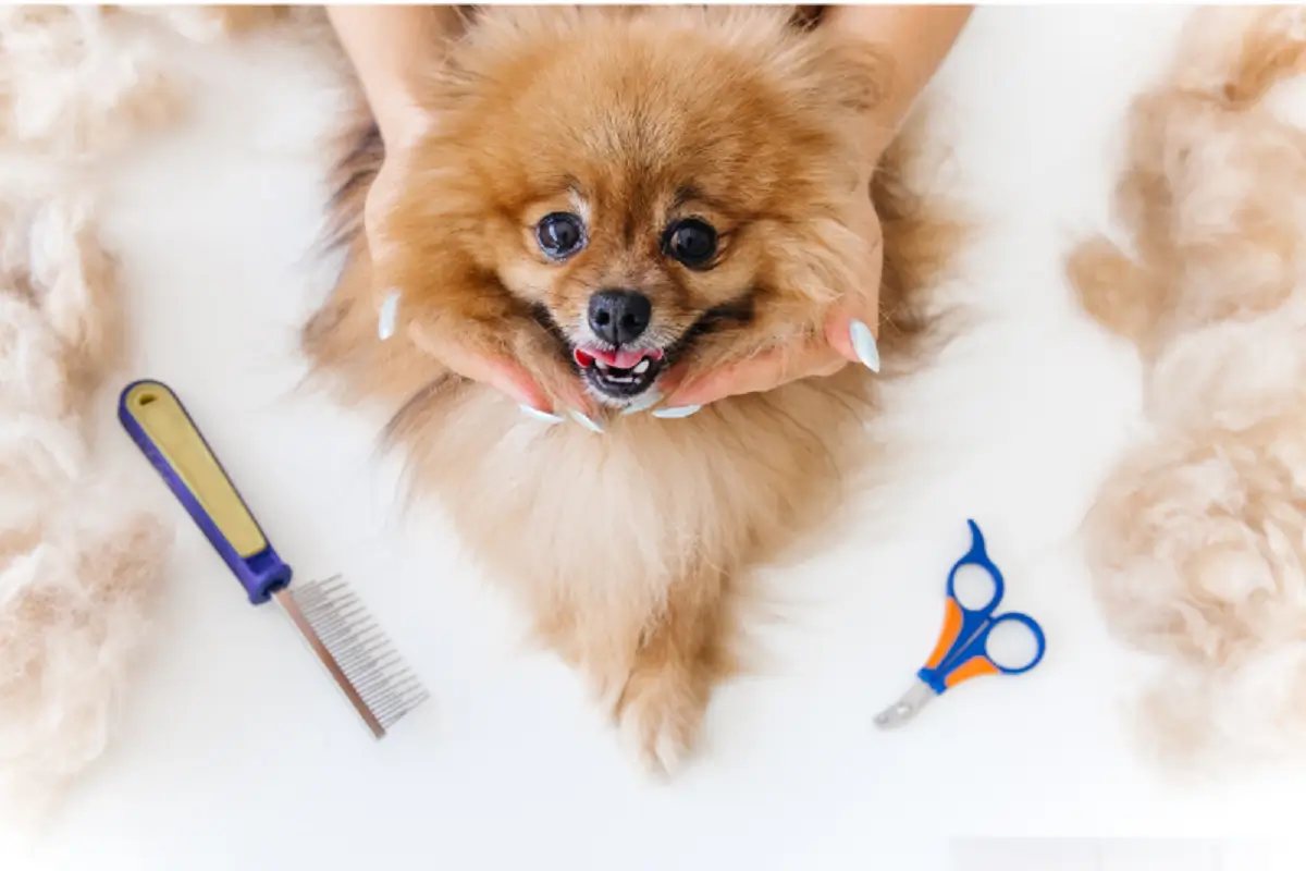 honden trimmen en knippen hero banner